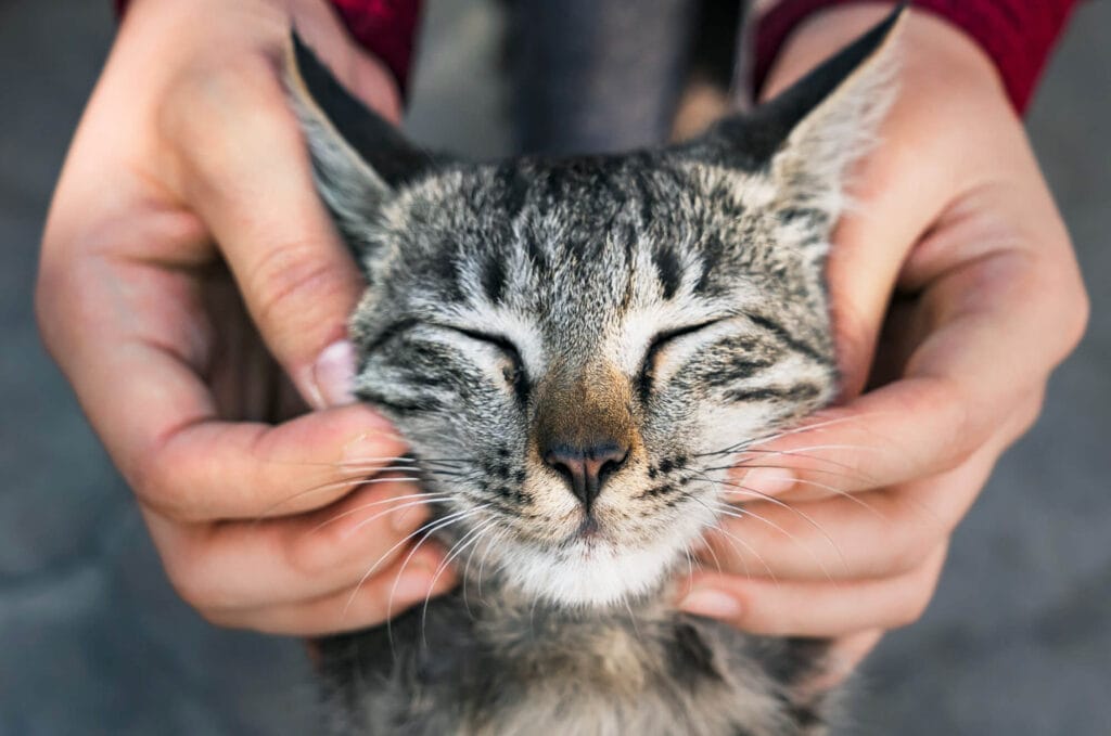 Chat détendu recevant une attention douce à domicile