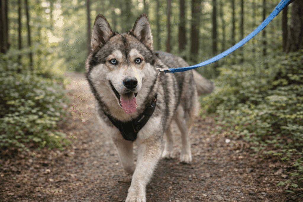 Chien heureux en promenade sur un chemin naturel